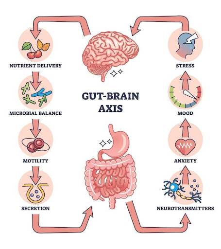 Diagram showing the connection between the gut and brain, highlighting communication via the vagus nerve, hormones, and gut microbiota.